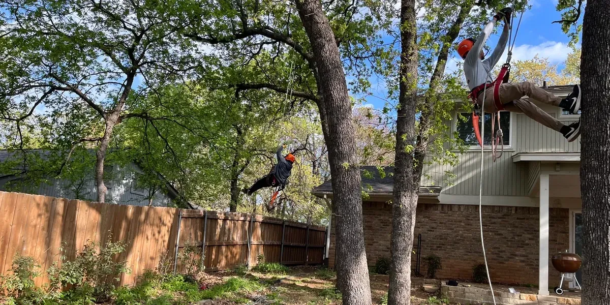 Godoy's Wolves tree service crew climbing tree, North Texas