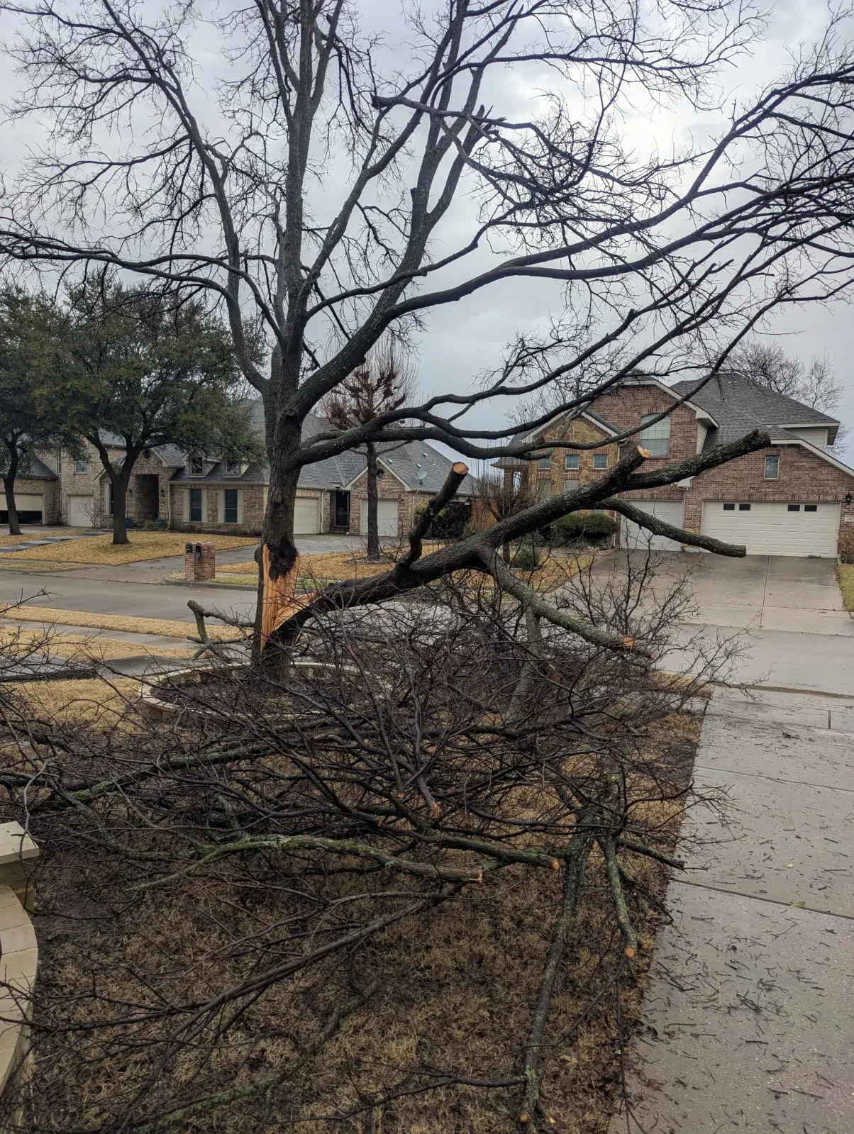 Storm debris and cut limbs cleared from a residential property, Godoy's Wolves